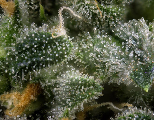 CBD and Terpenes (What You Need to Know) - NanoCraft