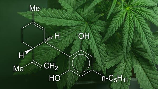 The Science Behind CBD: Understanding How It Works and Its Potential Benefits - NanoCraft