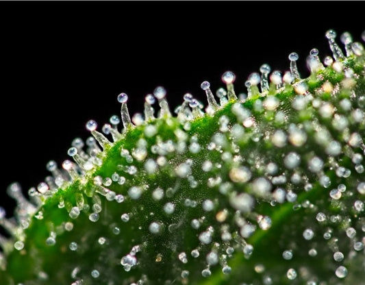 What are Trichomes: A Guide - NanoCraft